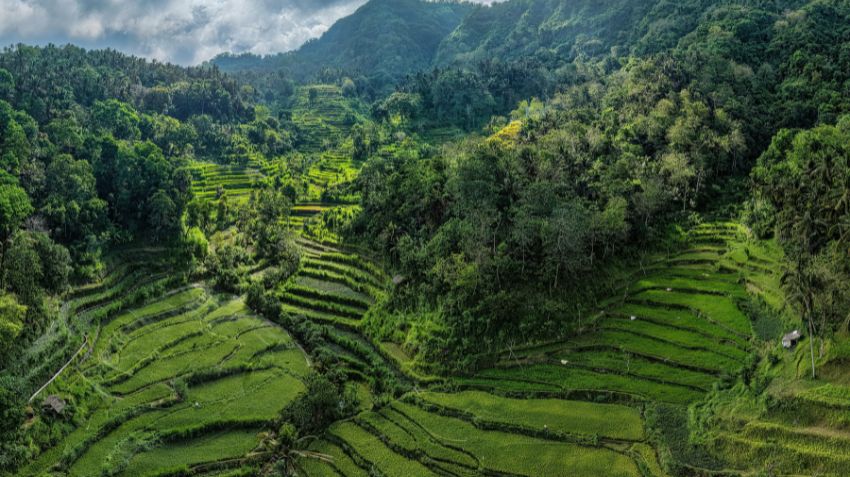 Bali forest walking guide travel indonesia