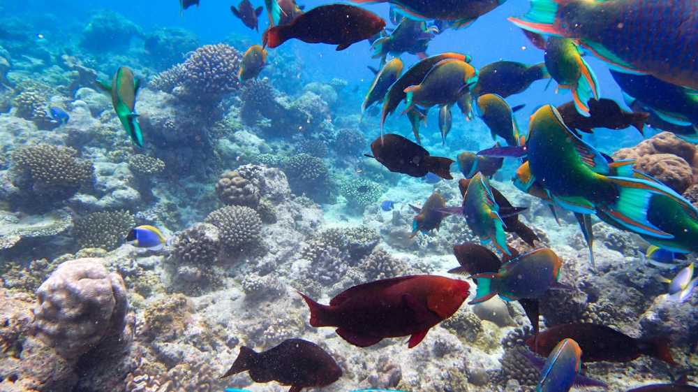 How to plan a first trip to Kuramathi and Kuredu, including arrival logistics